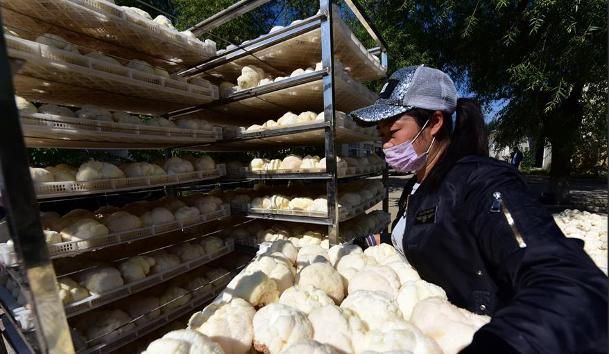 近日黑龍江猴頭菇大量收成，熱泵烘干機在當中起多大作用？