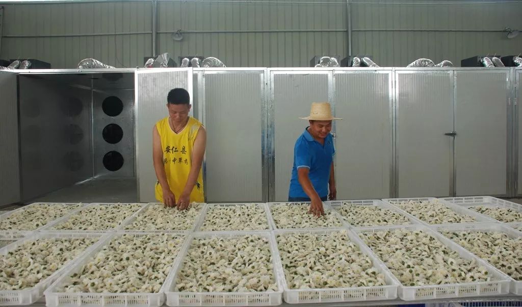我國中藥材種植面積獲增長，烘干技術(shù)要求高
